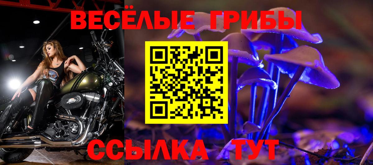 Галлюциногенные грибы Psilocybe Москва